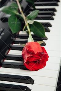 تصویر با کیفیت گل رز روی صفحه کلید پیانو